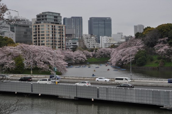 DSC_56602016年4月2日 千鳥ヶ淵の満開の桜