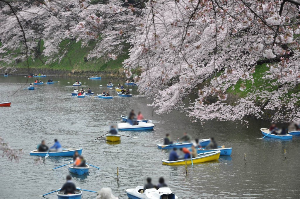 2016年4月2日 千鳥ヶ淵 満開の桜とボートDSC_5737