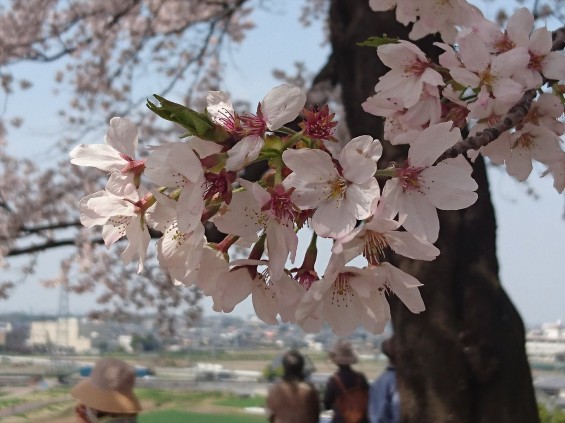 2016年4月 さきたま古墳公園の桜 満開DSC_0420