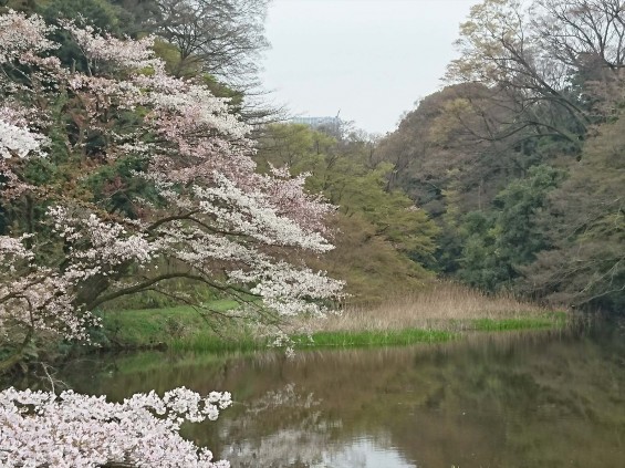 2016年4月2日 春・秋季皇居乾通り一般公開 満開の桜を見てきましたDSC_0814