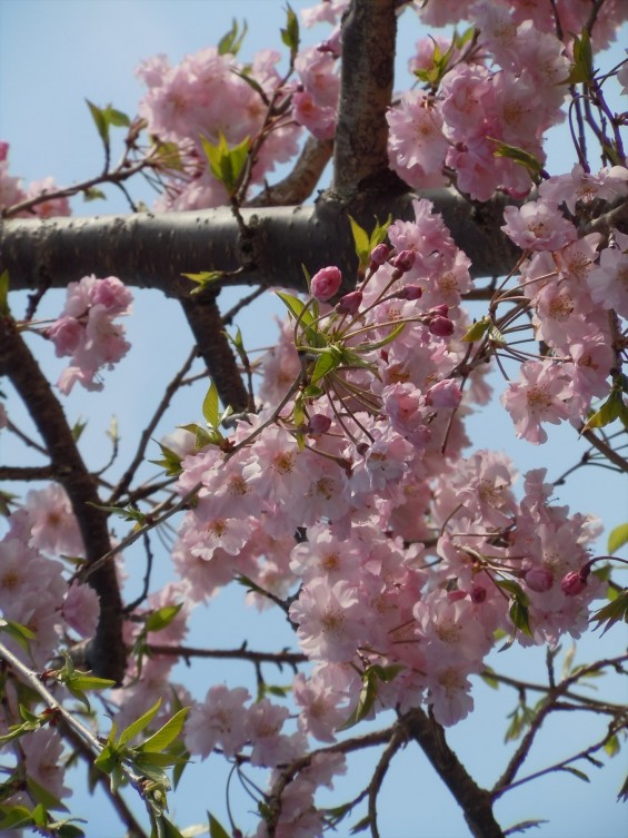 2016年4月 埼玉県の霊園 鴻巣霊園 春 DSCN0923 桜