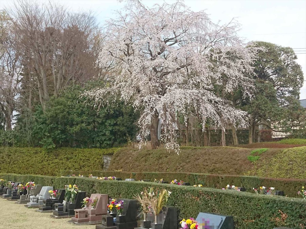 DSC_06992016年3月 埼玉県さいたま市 さいたま市営霊園思い出の里の枝垂れ桜が綺麗でした