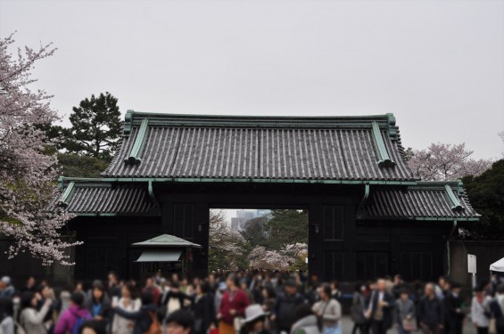 2016年4月2日 春・秋季皇居乾通り一般公開 満開の桜を見てきましたDSC_5653