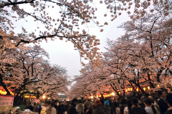 2016年4月2日 東京 上野恩賜公園 上野公園 夜桜 花見DSC_5847