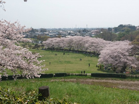 2016年4月 さきたま古墳公園の桜 満開DSC_0413