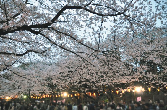 2016年4月2日 東京 上野恩賜公園 上野公園 夜桜 花見DSC_5843