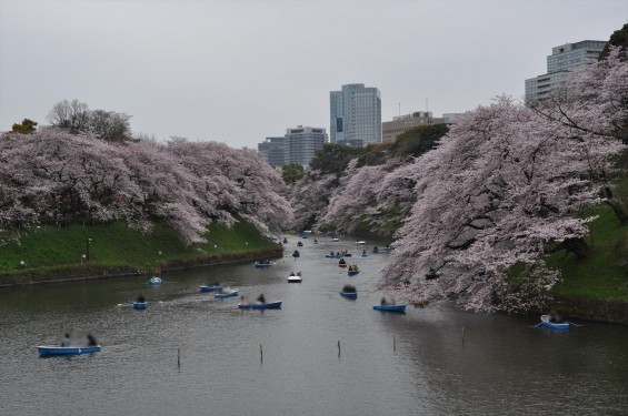 DSC_57322016年4月2日 千鳥ヶ淵の満開の桜