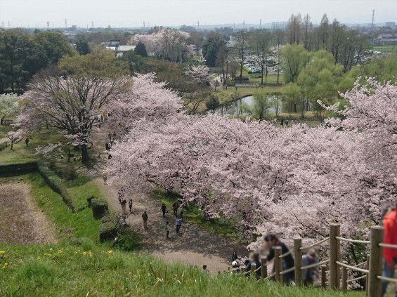 2016年4月 さきたま古墳公園の桜 満開DSC_0414