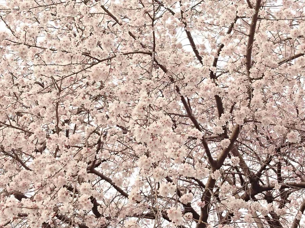 DSC_07012016年3月 埼玉県さいたま市 さいたま市営霊園思い出の里の枝垂れ桜が綺麗でした
