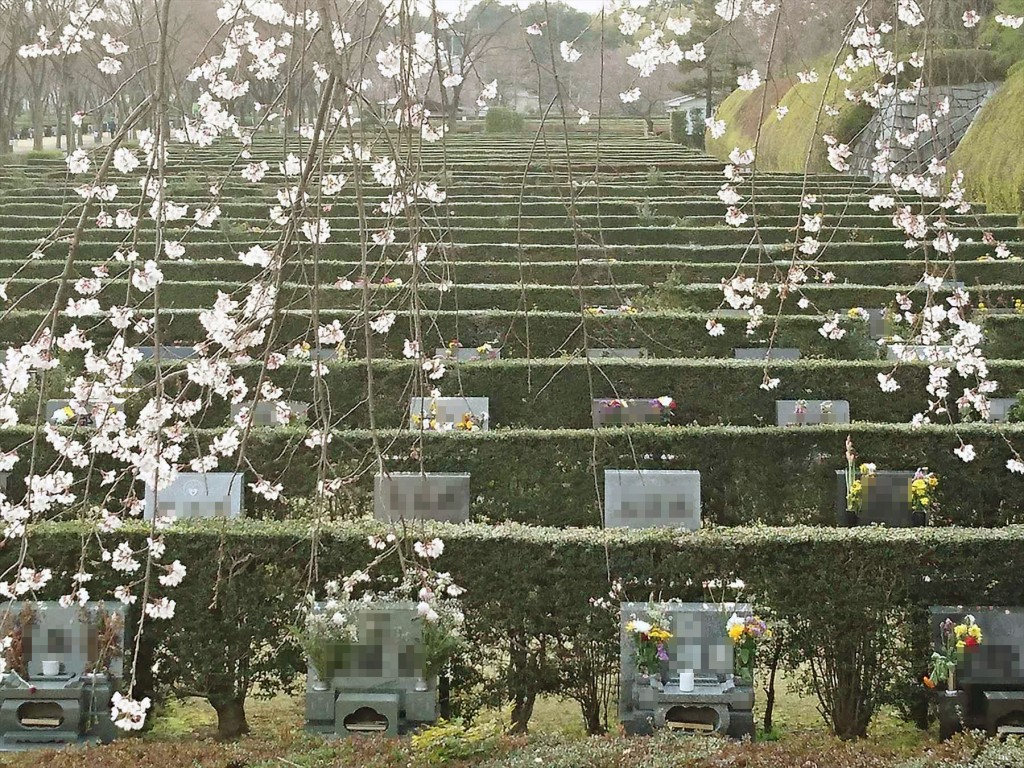 DSC_07072016年3月 埼玉県さいたま市 さいたま市営霊園思い出の里の枝垂れ桜が綺麗でした
