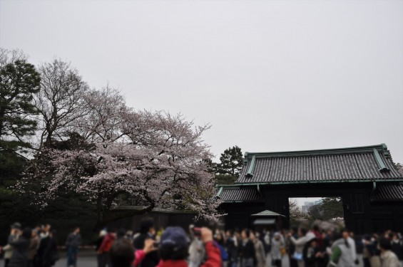 2016年4月2日 春・秋季皇居乾通り一般公開 満開の桜を見てきましたDSC_5654