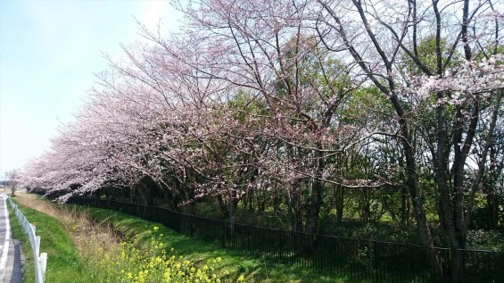 DSC_02192016年4月8日 桶川霊園の桜と花