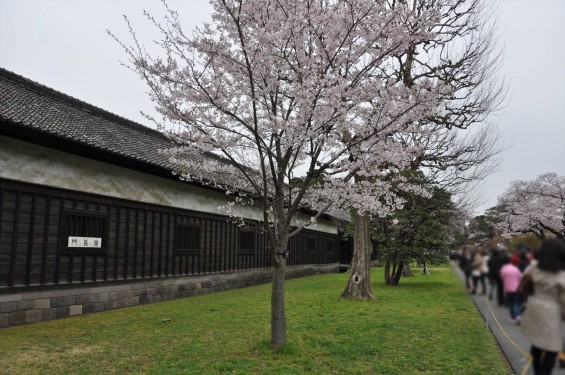 2016年4月2日 春・秋季皇居乾通り一般公開 満開の桜を見てきましたDSC_5605