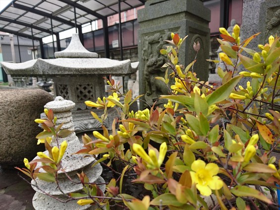 DSC_03982016年4月5日 石材店の大塚　展示場の春の花 カロライナジャスミン 黄色 石碑 灯籠
