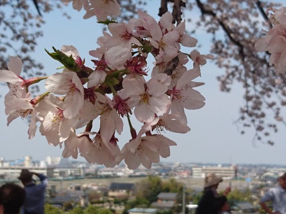 2016年4月 さきたま古墳公園の桜 満開DSC_0421