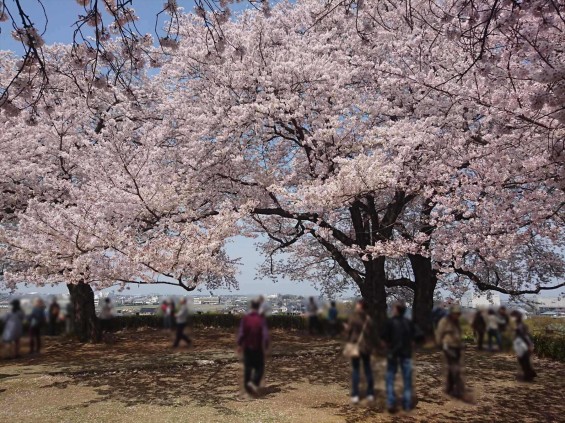 2016年4月 さきたま古墳公園の桜 満開DSC_0417