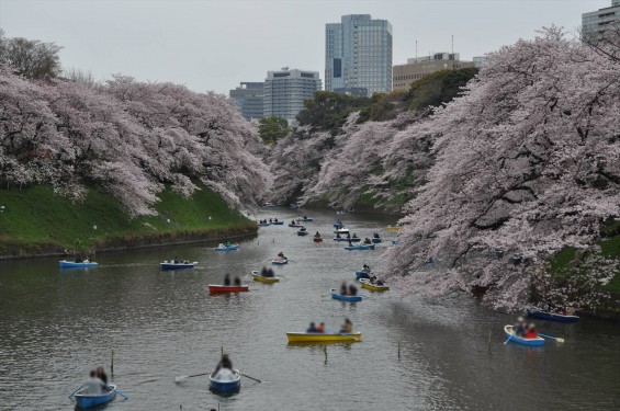 DSC_57362016年4月2日 千鳥ヶ淵の満開の桜