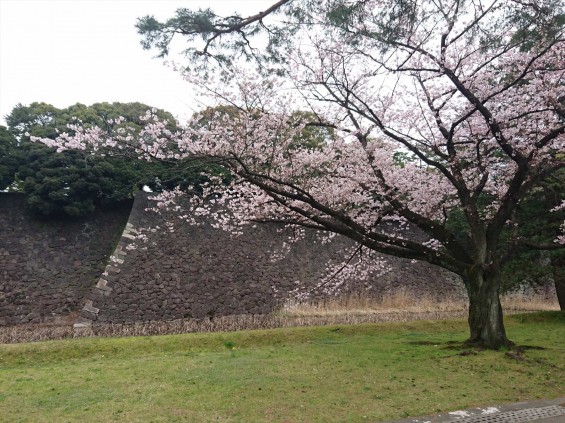 2016年4月2日 春・秋季皇居乾通り一般公開 満開の桜を見てきましたDSC_0810