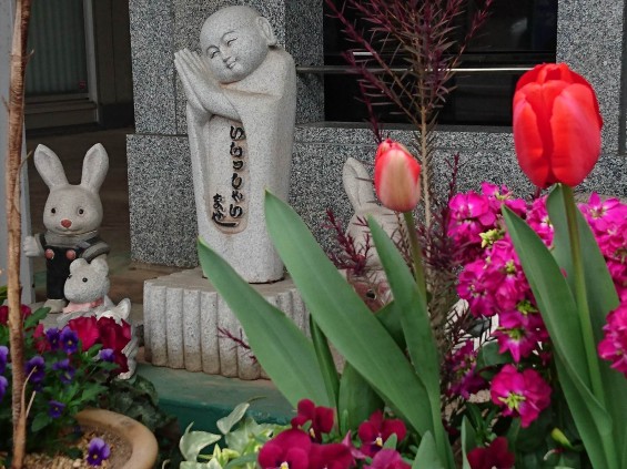 DSC_04022016年4月5日 石材店の大塚　展示場の春の花 チューリップ