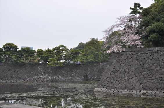 2016年4月2日 春・秋季皇居乾通り一般公開 満開の桜を見てきましたDSC_5585