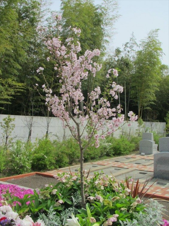 2016年4 神奈川県横浜市の霊園 都築まどか霊園の樹木葬の桜が綺麗ですIMG_0363