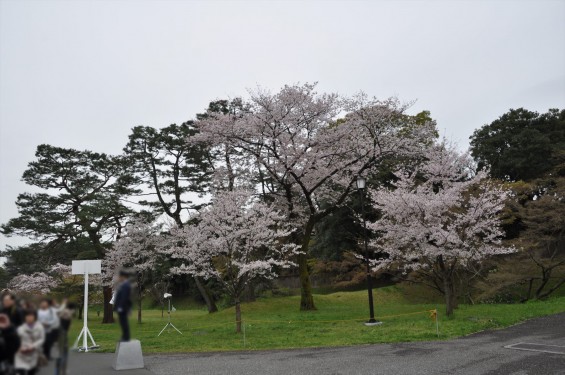 2016年4月2日 春・秋季皇居乾通り一般公開 満開の桜を見てきましたDSC_5651