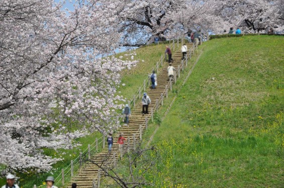2016年4月 さきたま古墳公園の桜 満開DSC_5876