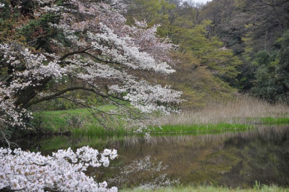 2016年4月2日 春・秋季皇居乾通り一般公開 満開の桜を見てきましたDSC_5615