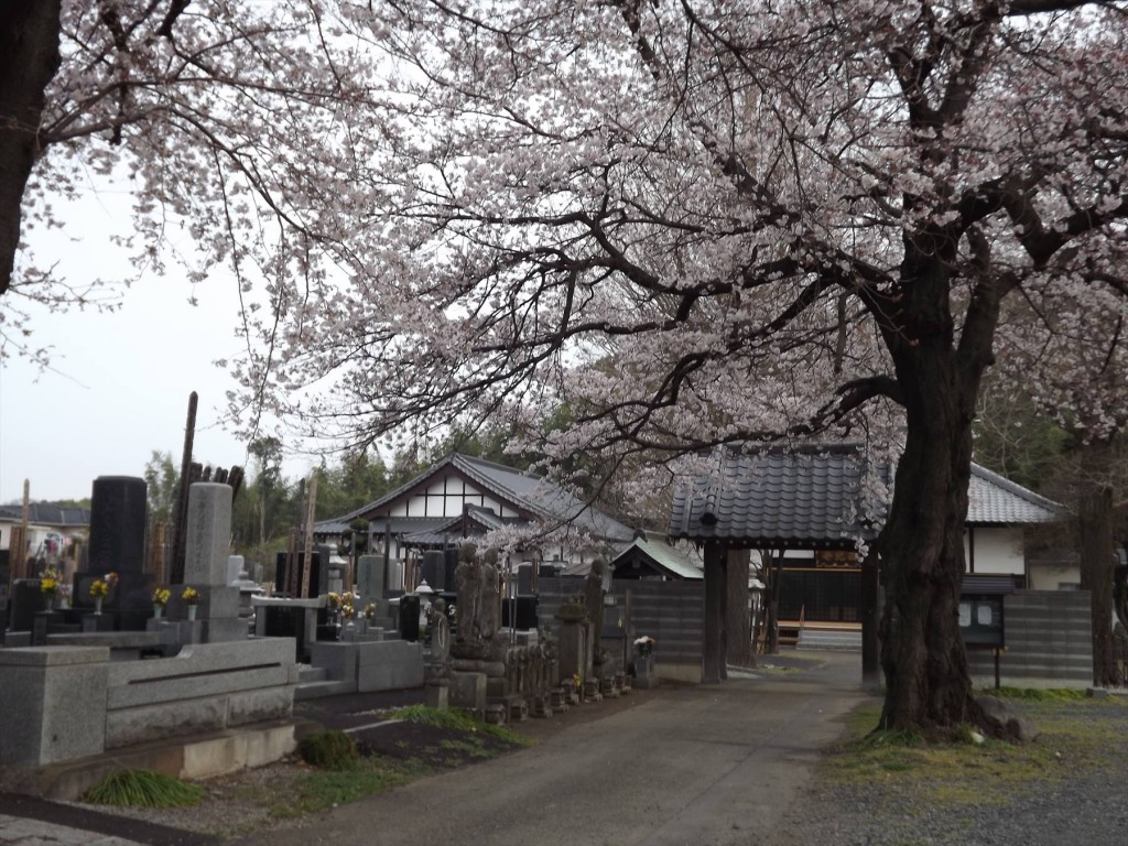 2016年3月 埼玉県伊奈町 西光寺の桜DSCF2022