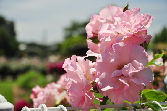 2016年5月 埼玉県伊奈町町制施政記念公園 バラ公園 ばら祭りDSC_7302