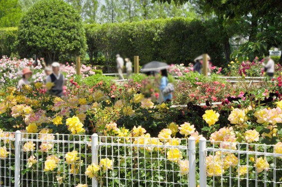 2016年5月 埼玉県伊奈町町制施政記念公園 バラ公園 ばら祭りDSC_7296