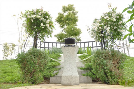 2016年5月 埼玉県の霊園　さきたま霊園樹木葬型永代供養墓の白いバラDSC_7327