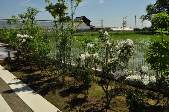 埼玉県の霊園　久喜清久霊園の白いシャクナゲが綺麗ですDSC_7225