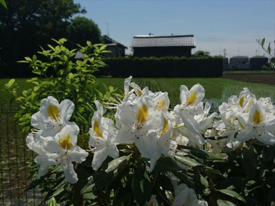 埼玉県の霊園　久喜清久霊園の白いシャクナゲが綺麗ですJPEG_456940388439228
