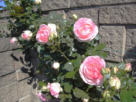 2016年5月 埼玉県の霊園 さきたま霊園5月の新緑の花と緑 薔薇 ばら ピンク 桃色002+