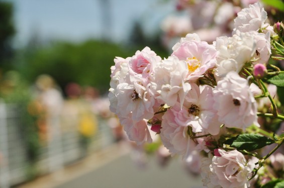 2016年5月 埼玉県伊奈町町制施政記念公園 バラ公園 ばら祭りDSC_7295