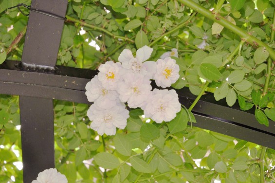 2016年5月 埼玉県の霊園　さきたま霊園樹木葬型永代供養墓の白いバラDSC_7353