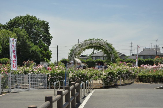 2016年5月 埼玉県伊奈町町制施政記念公園 バラ公園 ばら祭りDSC_7279