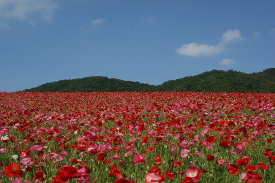 2016年5月29日　埼玉県秩父 皆野町 彩の国 秩父高原牧場 天空のポピーDSC06157