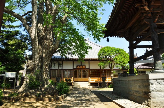 2016年5月8日 埼玉県上尾市の寺院 龍山院DSC_6932