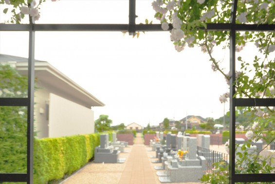2016年5月 埼玉県の霊園　さきたま霊園樹木葬型永代供養墓の白いバラDSC_7357のコピー
