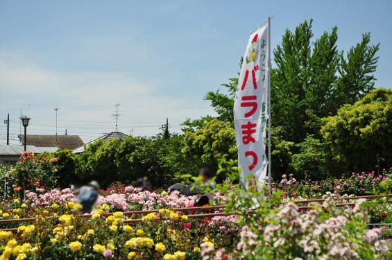 2016年5月 埼玉県伊奈町町制施政記念公園 バラ公園 ばら祭りDSC_7281