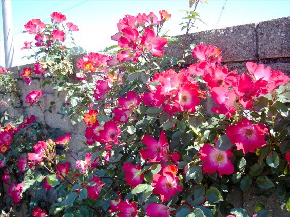 2016年5月 埼玉県の霊園 さきたま霊園5月の新緑の花と緑 薔薇 ばら 赤色と白色003+