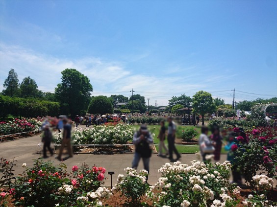 2016年5月 埼玉県伊奈町町制施政記念公園 バラ公園 ばら祭りDSC_1124