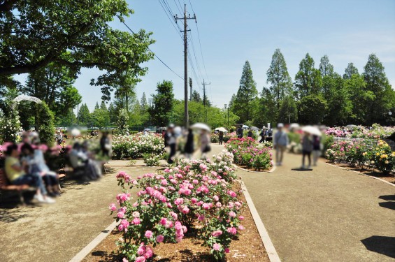 2016年5月 埼玉県伊奈町町制施政記念公園 バラ公園 ばら祭りDSC_7280