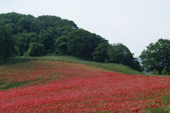 2016年5月29日　埼玉県秩父 皆野町 彩の国 秩父高原牧場 天空のポピーDSC06192