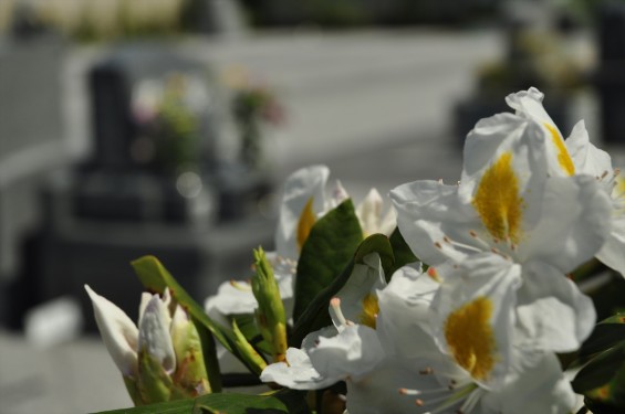 埼玉県の霊園　久喜清久霊園の白いシャクナゲが綺麗ですDSC_7227