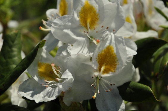 埼玉県の霊園　久喜清久霊園の白いシャクナゲが綺麗ですDSC_7228