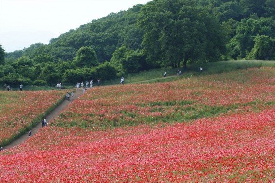 2016年5月29日　埼玉県秩父 皆野町 彩の国 秩父高原牧場 天空のポピーDSC06195