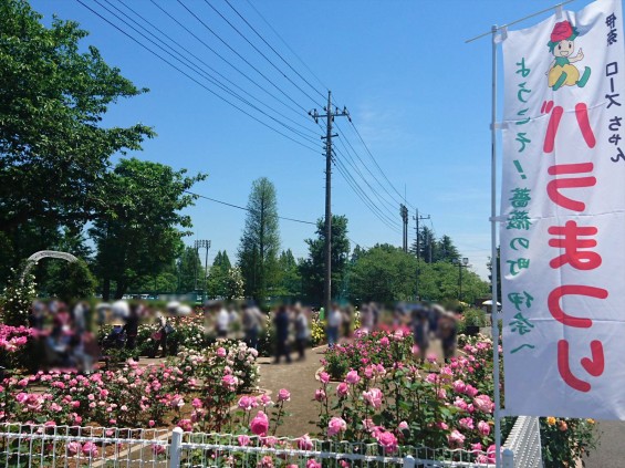 2016年5月 埼玉県伊奈町町制施政記念公園 バラ公園 ばら祭りDSC_1088